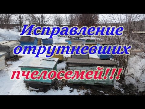 Ранне весеннее исправление отрутневших семей приближенным к 100% приёму маток, Бакфаст. Beekeeping.