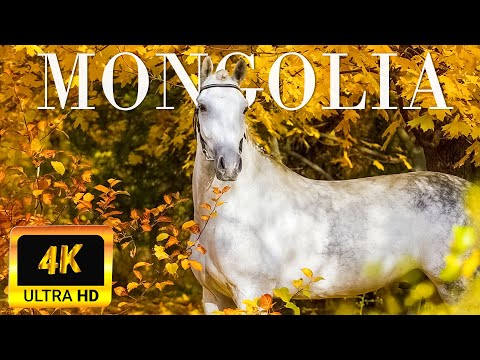 Mongolia 4K Relaxation Film | Scenic Wildlife Film With Piano Calming Music | Animals sound, Horse