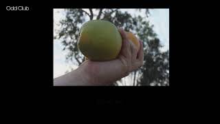 Orange Tuesday Music Video