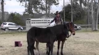 Mirrored Mustang Trio w/ Mary Miller-Jordan to 'Believe' by Templeton Thompson