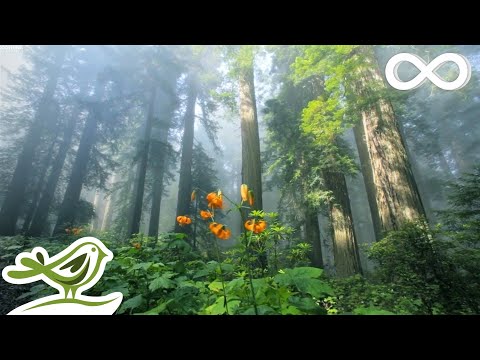 Beautiful Relaxing Music • Peaceful Piano Music & Guitar Music | Sunny Mornings by Peder B. Helland