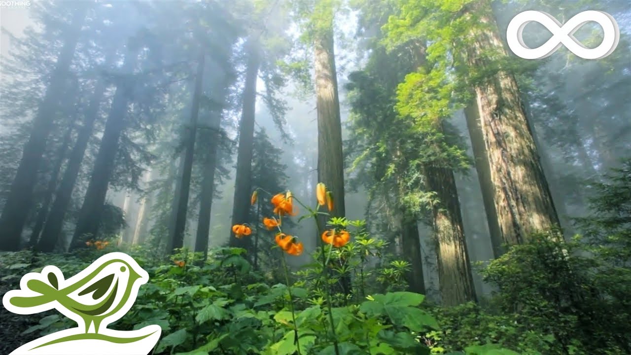 Lush green forest with tall thin trees and Magid Dental Care logo in lower left corner