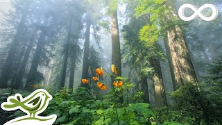 Beautiful Relaxing Music - Peaceful Piano Music & Guitar Music by Soothing Relaxation