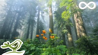 موسيقى رائعة للاسترخاء معزوفات البيانو القيثارة الهادئة sunny mornings ل peder b helland