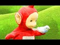 Teletubbies Nederlands | Teletubbies Stop Motion | Po's New Pet Bird | tekenfilms | animatie
