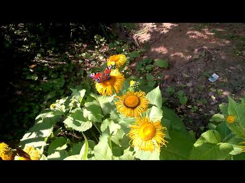 Бабочки, лето 2018 года (просто красивое видео)