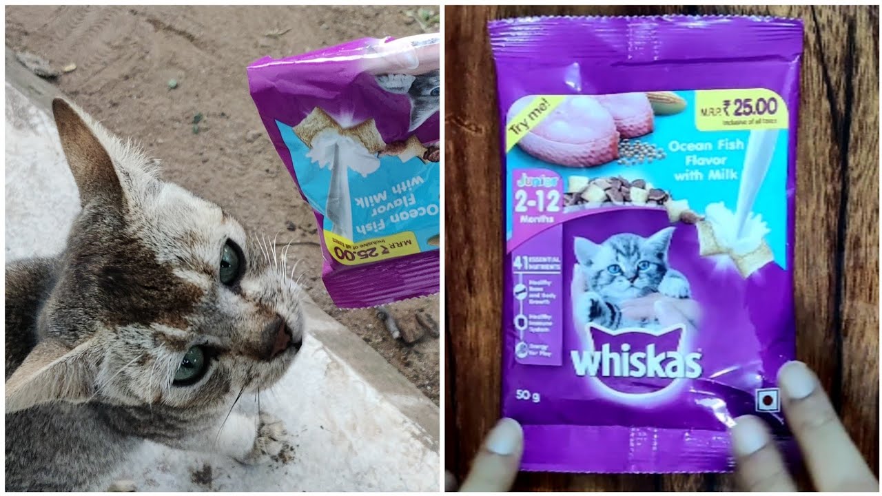 Watch video Whiskas Cat Food Review | Best Cat/ Kitten Food in India Now Whiskas Cat Food Review | Best Cat/ Kitten Food in India