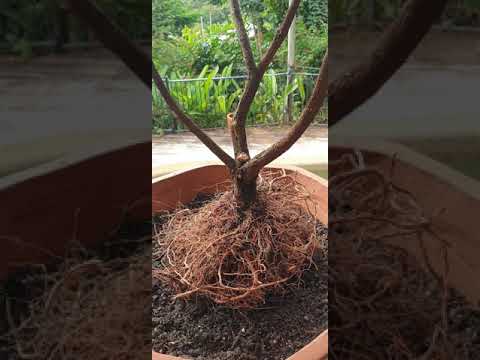 Bonsai. Lovley Baeckea and a cold beer on a winter's morning, part two