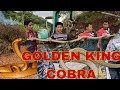 GOLDEN KING COBRA SOBRA ANG TAPANG