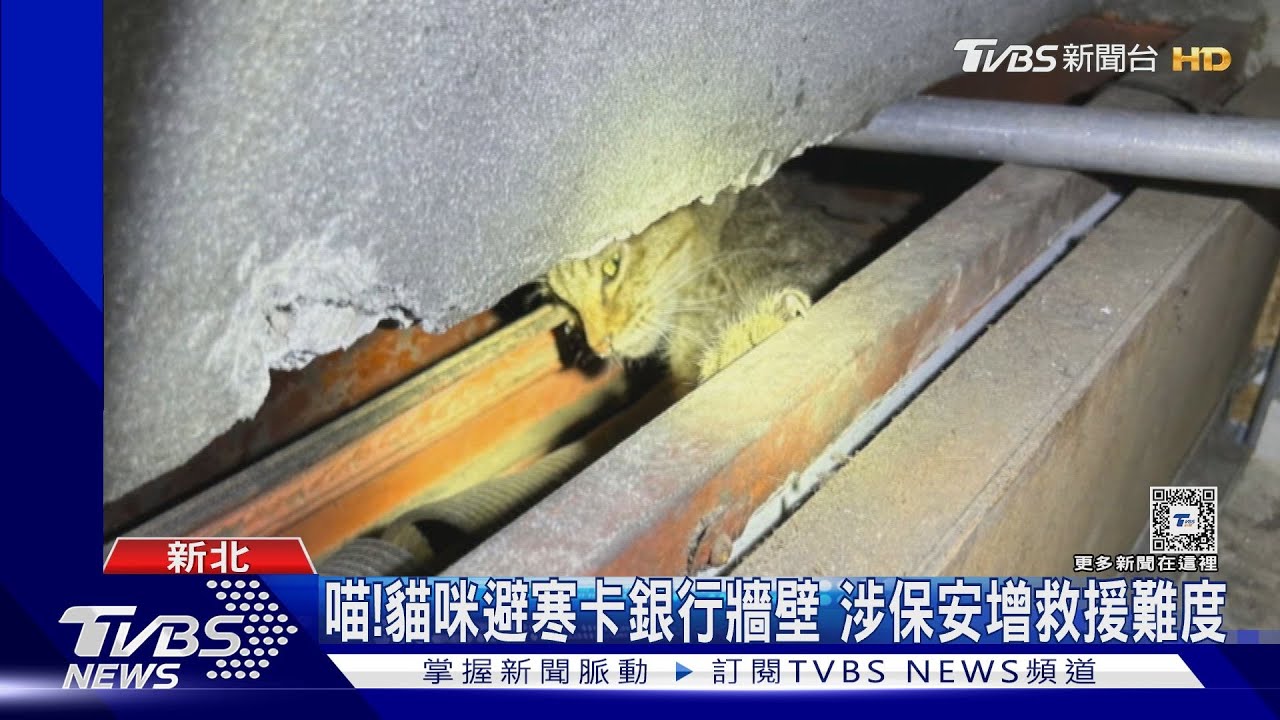 喵!貓咪避寒卡銀行牆壁 涉保安增救援難度