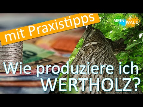 Wie erkenne, fördere und verkaufe ich Wertholz? 🌲 🌳 Wir zeigen es euch