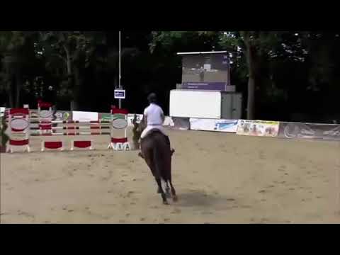 „Spencer“ *2014 by Stakkato Gold x Pit I, Springpferde-M, #soldtoamerika