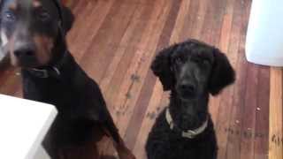 How to stop dog barking digging | Easy Dog Training Tips