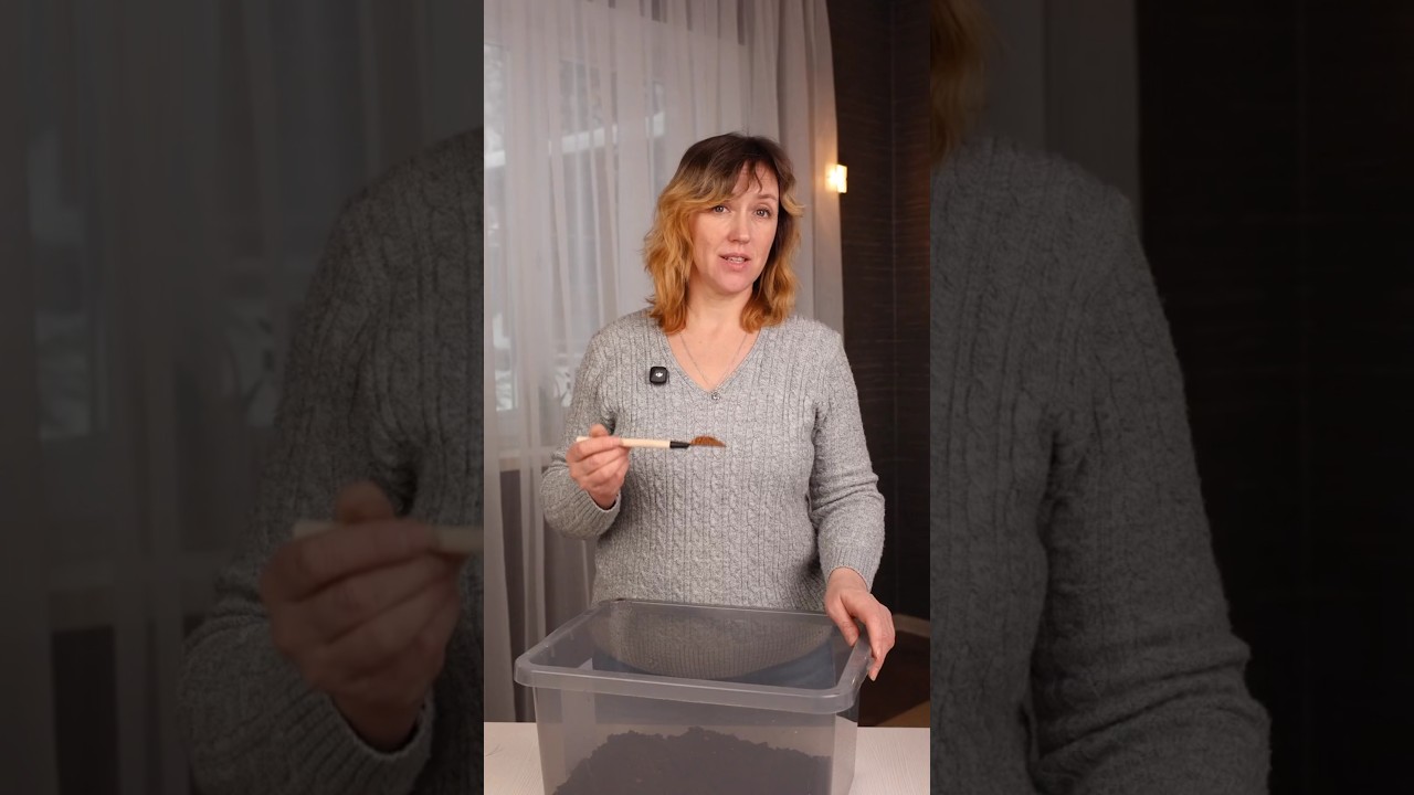 Добавьте это в грунт для рассады и забудете о плесени и почвенных вредителях!