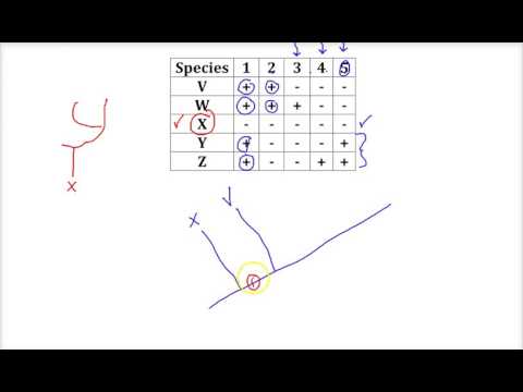 Biology Cladogram Worksheet Answer Key: Detailed Login ...
