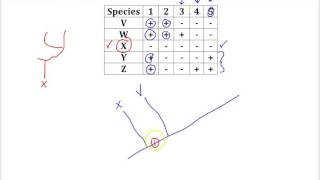 Cladogram Practice Problem