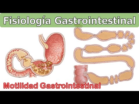 MOTILIDAD GASTROINTESTINAL - FISIOLOGÍA DIGESTIVA