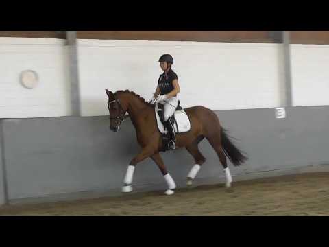 Weidenhof-Verkaufspferd:"FÜRSTIN WILMA" 3j. Hannoveraner Dunkelfuchsstute v. Fürst Wilhekm