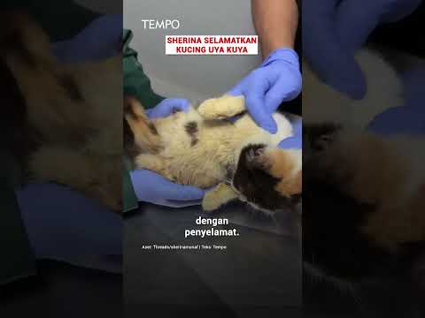 Sherina Selamatkan Kucing Uya Kuya #shorts