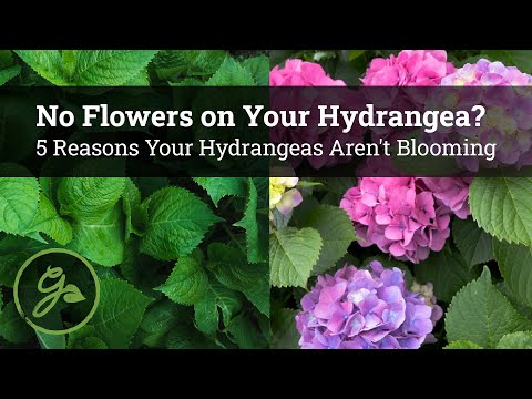 No Flowers on Your Hydrangea? / 5 Reasons Your Hydrangeas Aren't Blooming