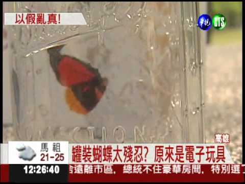 罐裝蝴蝶兜售?! 聲控玩具超逼真