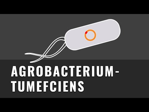 Agrobacterium Tumefaciens | schnell und einfach erklärt | Transformation mit Agrobakterien