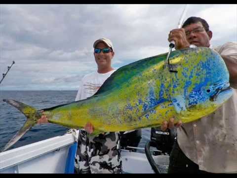 Le Lampughe più Grosse del Mondo