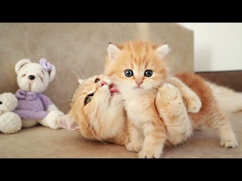 Mom Cat playing and talking to her Cute Meowing baby Kittens