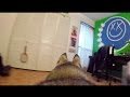GoPro Camera On My Husky Left Home Alone