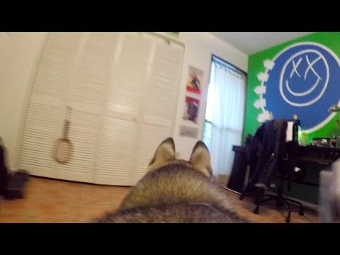GoPro Camera on my Husky Left Home Alone! Video