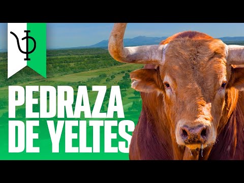 GANADERIA PEDRAZA DE YELTES | TOROS 2023 🐂