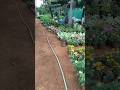 Nursery hunting on my Triumph Scrambler 400X | Margao