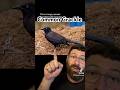 The Bird of the Week this week: Common Grackle!