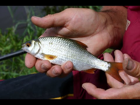 BOB NUDD LIVE FEED 1 Dec 2020