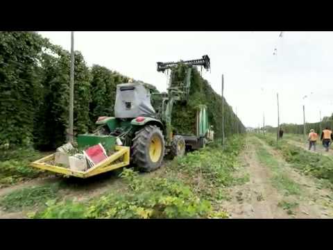 download lagu mp3 mp4 Harvesting Hops, download lagu Harvesting Hops gratis, unduh video klip Harvesting Hops