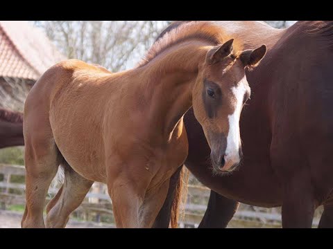 Hengstfohlen von Bon Vivaldi - De Niro 2021