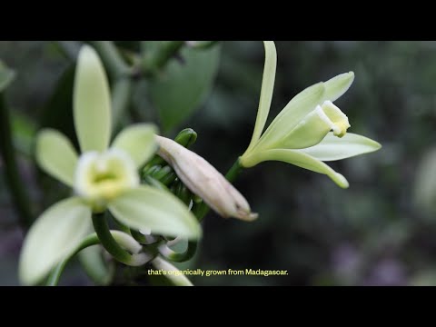 Saje Natural Wellness | "The Comforting Magic of Vanilla" | Vanilla & Chill