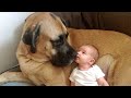 No Babysitter Your Dog S All You Need ️