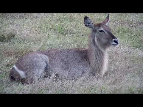 Djuma: Eaterbucks, Impala ram and Wildebeests - 15:31 - 10/26/2022