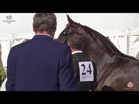 N 24 PRIMIRA KA   Prague 2020   Intercup   3 Years Old Fillies Class 3