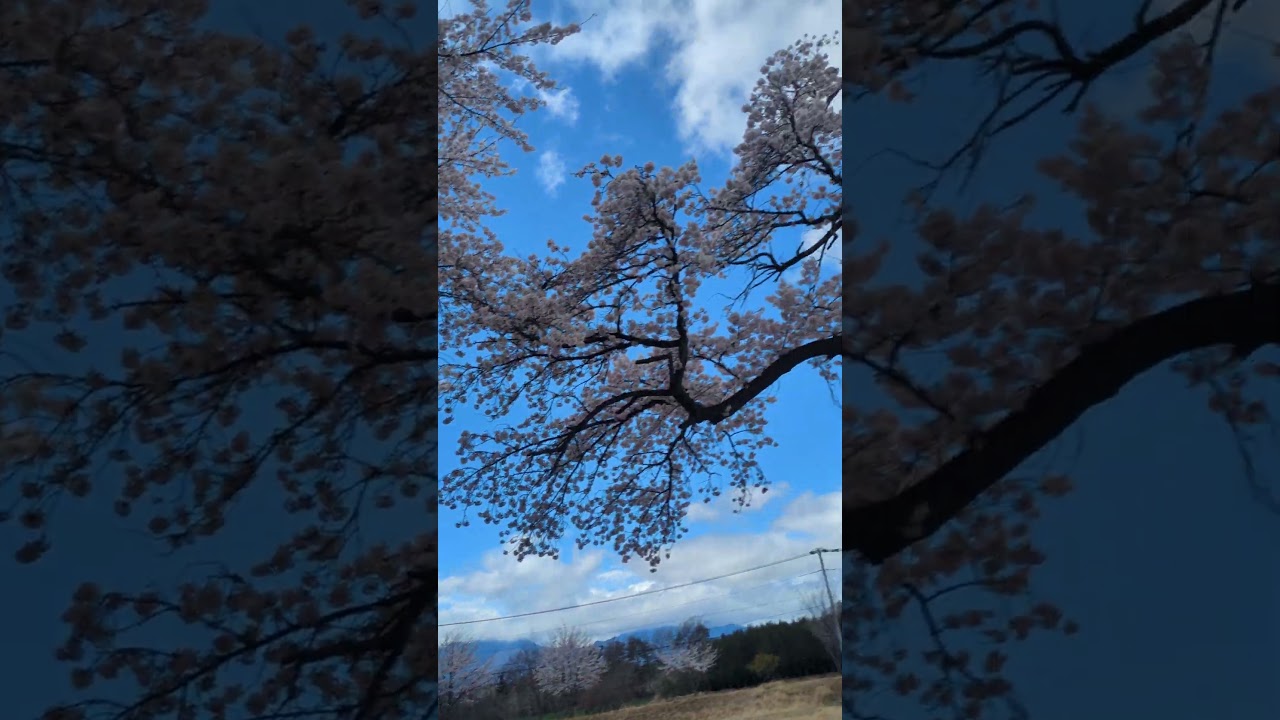 大泉の教室の帰りに立寄りました。高根箕輪店セブンイレブンの駐車場の後ろが桜🌸が満開で素晴らしいです💕#桜🌸　#須玉のセブンイレブン