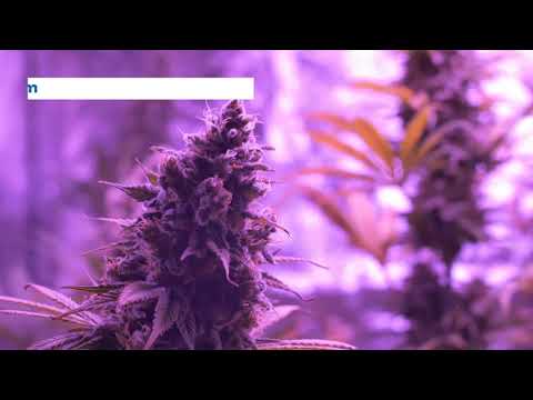 LED Grow Lights vs HPS