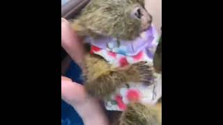 Pensillita Marmoset Animals Videos