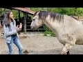 Healing For Angry Brutalized Horse Part 2 Lazer Tapping