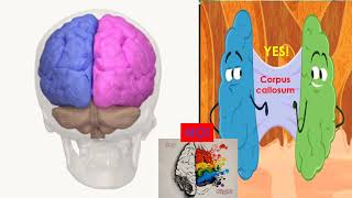 The functions of the cerebral BRAIN HEMISPHERES described by Psychology Professor Bruce Hinrichs