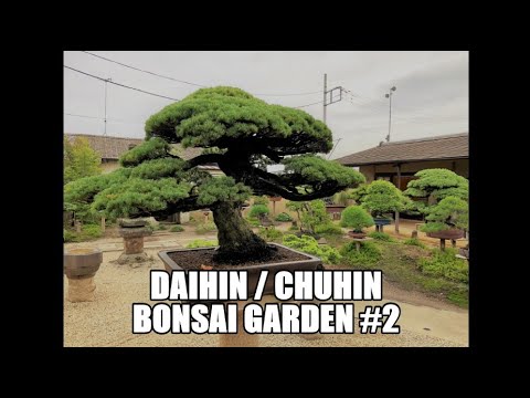 Famous DAIHIN BONSAI GARDEN #2  July 2020 / 大品盆栽・中品盆栽園