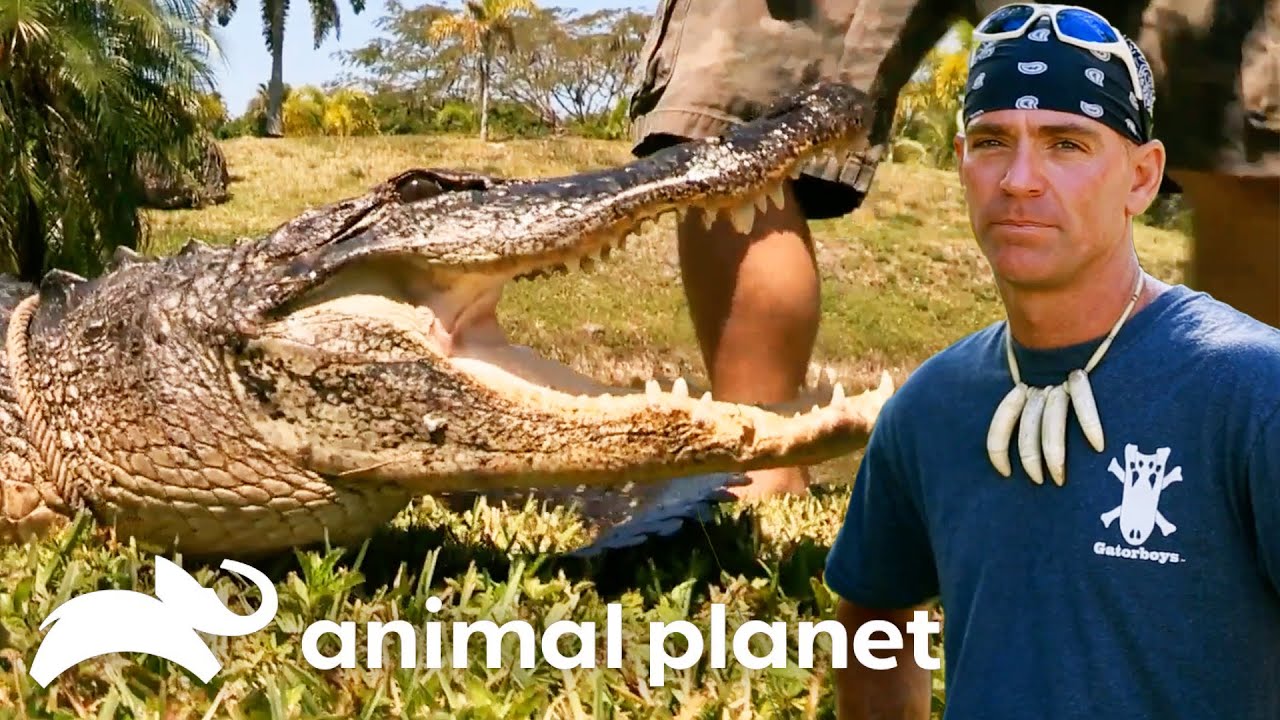 Better Call Paul | Gator Boys | Animal Planet