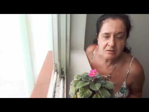 Violeta, poema de Rosani Abou Adal.