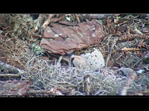 Osprey chick #2 hatches at the Landings nest, Savannah, Georgia on 4/14/19