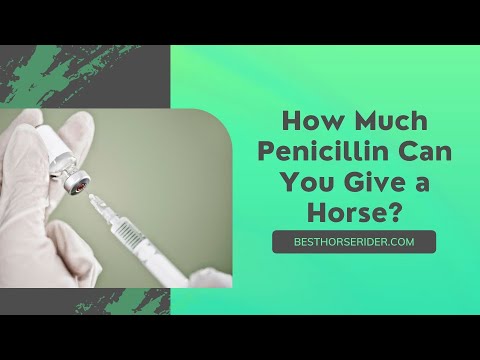 How Much Penicillin Can You Give a Horse?